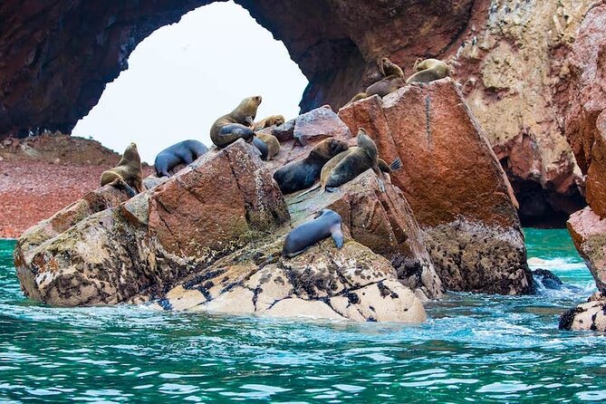 Ballestas Islands and Paracas Reserve Tour From San Martín Cruise - Wildlife and Scenery