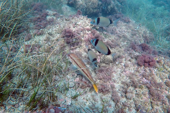 Baptism of Diving From Boat - Getting Assistance
