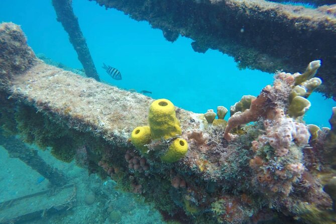 Barbados Shore Excursion Harrisons Cave Tour and Turtle and Shipwreck Cruise - Booking Information