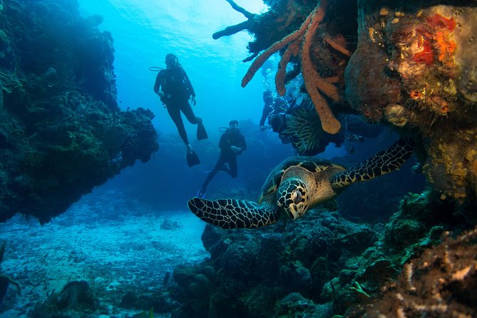 Basic Diver - Baptism - Accessibility and Health Considerations