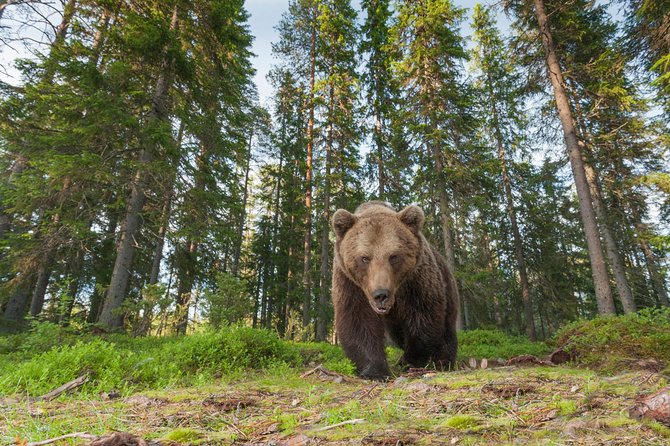 Bear Photography on Summer - Participant Requirements