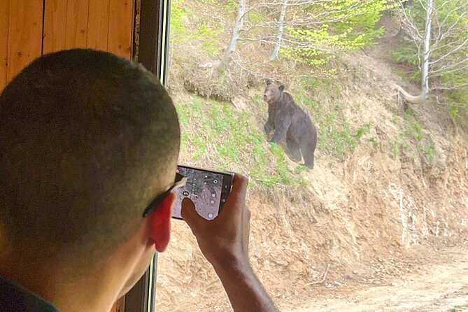 Bear Watching In Brasov: Observe Wild Bears From A Hideout - Meeting Point and Pickup Details