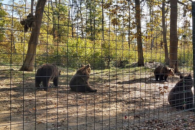 Bears Sanctuary Zarnesti, Bran Castle, Moieciu Village, Rasnov Fortress - Help and Assistance