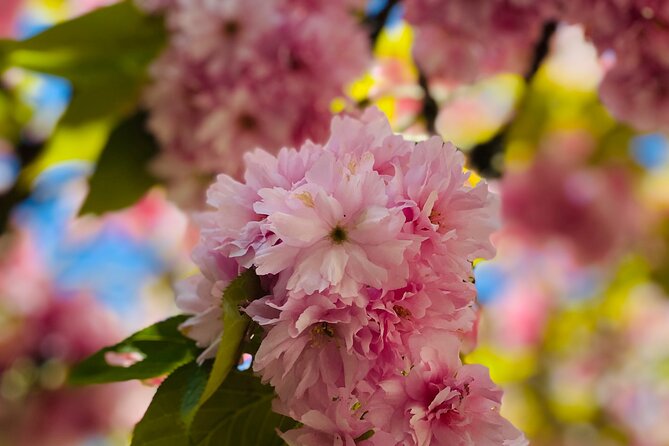 Beautiful Butchart Gardens & Victoria Highlights Private Tour - Customer Experience and Reviews