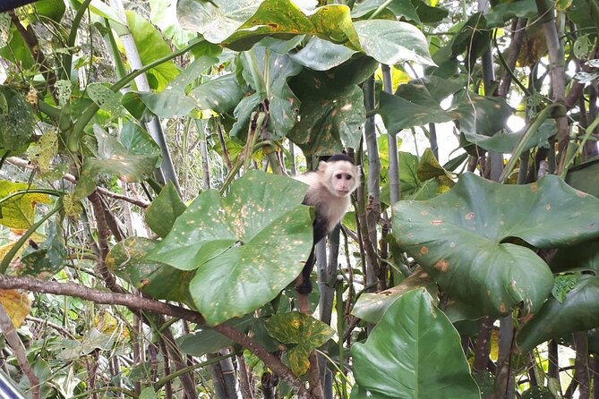 Beautiful Panama Canal Lake Nature Sightseeing - Schedule Information