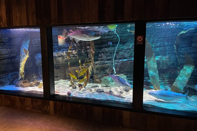 Beluga and Puffin Sanctuary Visitor Centre With Aquarium - Reviews and Ratings