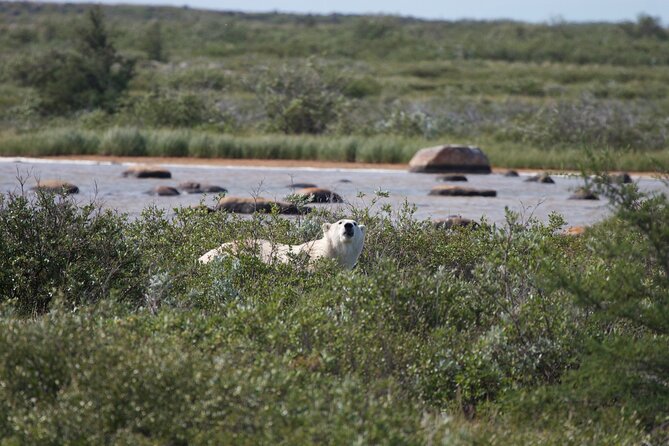 Belugas, Bears and Blooms in Churchill Manitoba - Accessibility and Participation
