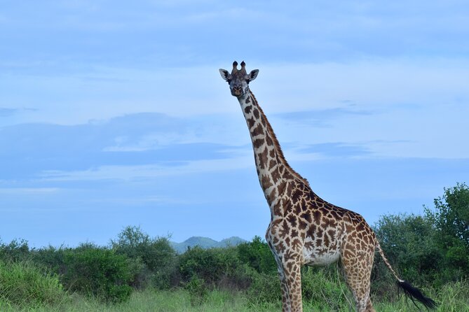 Best 5 Days Tanzania Midrange Group Joining Safari Tour - Pricing and Booking