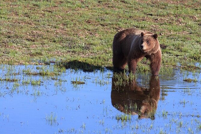Best Of Yellowstone Full Day Natl Park Tour From Gardiner - Customer Experiences and Reviews