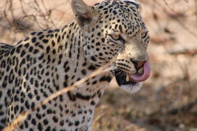 Big 5 Safari Experience at Pilanesberg National Park - Exceptional Amenities and Inclusions