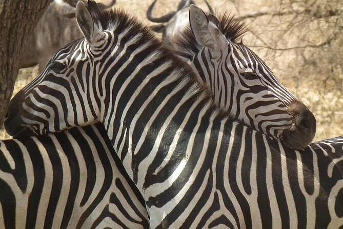 Big Five Luxury 7 Days Safari Tour in Arusha - Transportation Details
