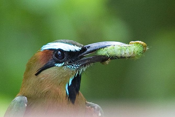Bird Watching Ecofriendly Tour From Cancun & Riviera Maya - What to Expect