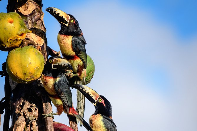 Bird Watching in Sian Ka'an and Muyil Archaeological Site - Health and Safety Guidelines