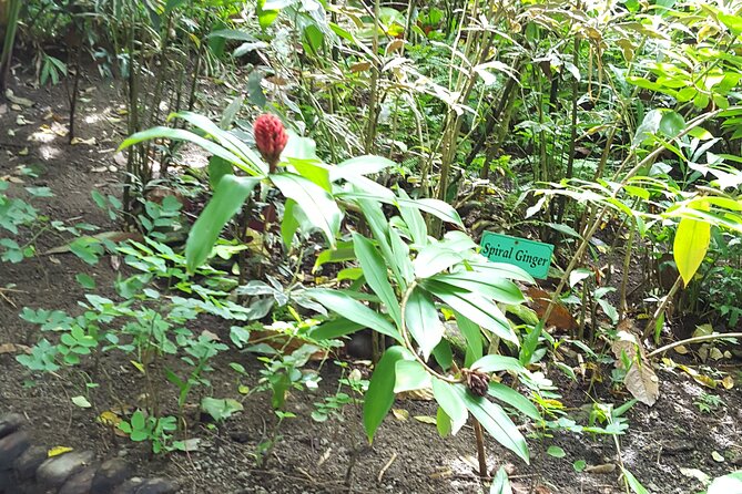 Bird Watching Tour in St Lucia - Customer Feedback