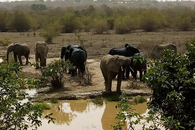 Bird Watching Tours , Cultural and Historical Tours of Ghana. - Meeting and Pickup