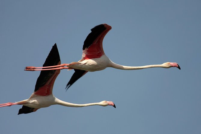 Birdwatching and Photo Tour in Diaccia Botrona - Since You Asked