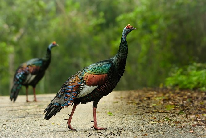 Birdwatching at the Mayan Cities With Certified Guide - Meeting and Pickup