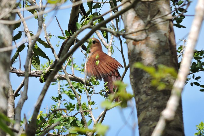 Birdwatching Playa Del Carmen - Guides and Birding Success