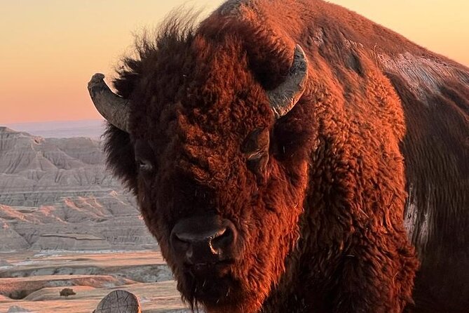 Bite-Sized Beauty: Black Hills Express Tour - Tour Rapid City Highlights