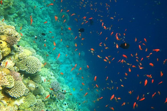 Blue Hole Snorkeling Tour With Lunch From Dahab - Lunch and Beverages