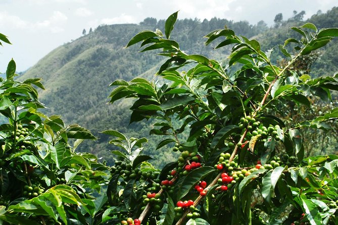 Blue Mountain Coffee Tour From Ocho Rios - Hiking in the Blue Mountains