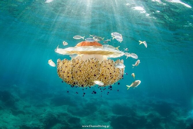 Boat Trip With Guided Snorkeling and Scuba Diving in Chania - Inquiries and Support