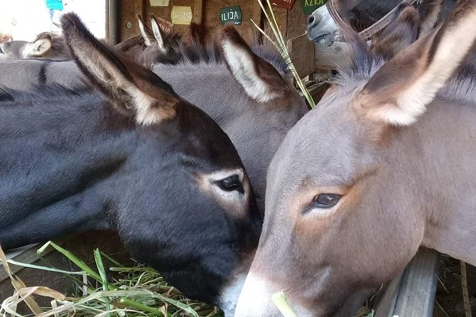 Book Your Donkey Farm Tour - Booking Confirmation