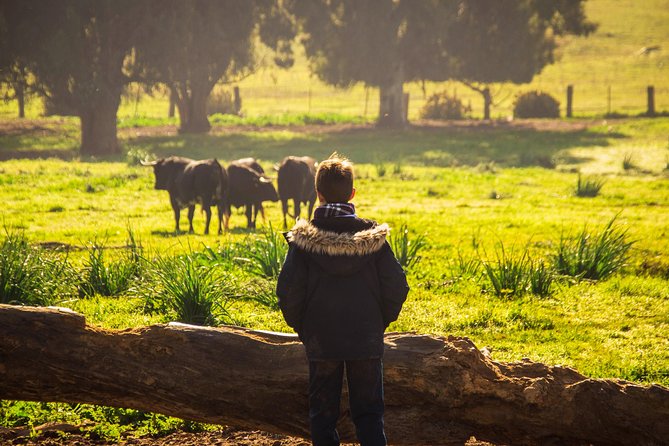 Bull Breeding Farm: Guided Half-Day Tour From Seville - Reviews and Feedback