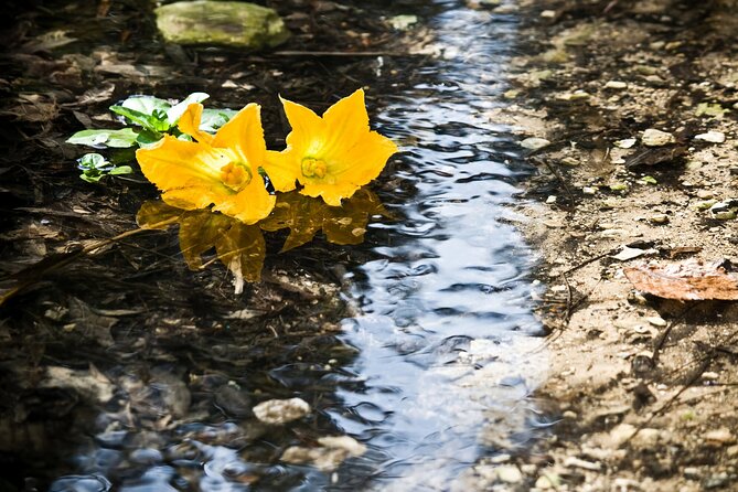 Buskett Woodlands and Dingli Cliffs Nature Walking Private Tour - Activity Level and Recommendations