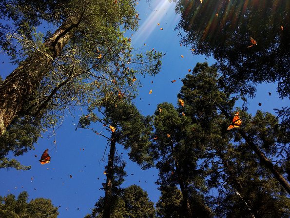 Butterfly Monarch Tour From Mexico City - Inclusions and Logistics