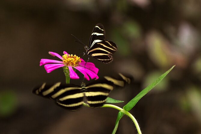 Butterfly Sanctuary Guided Tour in Puerto Vallarta - Experience and Feedback