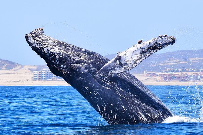Cabo Private Whale Watching Tour - Incl FREE Photos & Whale Sightings Guarantee - Health and Safety