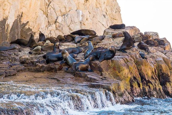 Cabo San Lucas Sightseeing and Famous Arch Tour - Wildlife Observation Opportunities