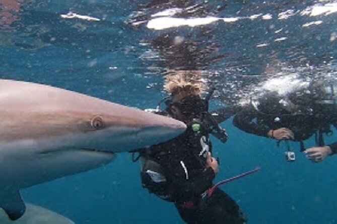 Caged and Cageless Shark Snorkelling on Durbans Aliwal Shoal - Pricing Information