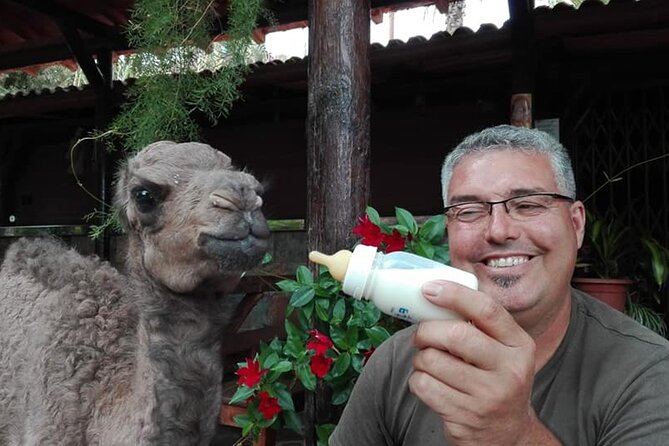 Camel Ride in Fataga With Tapas and Drinks - Camel Ride Through Thousand Palms Valley
