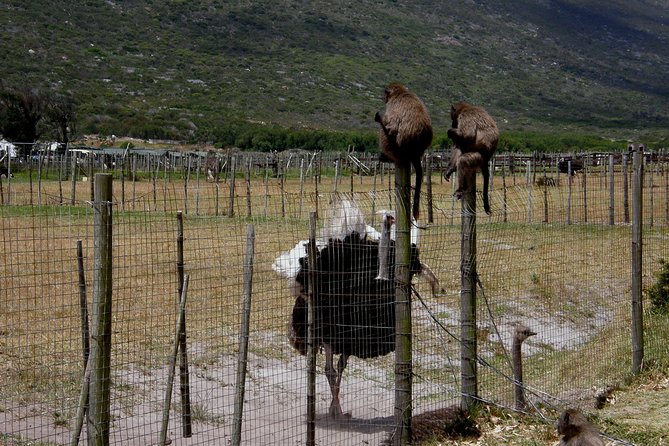 Cape of Good Hope, Cape Point & Penguins Private Afternoon Tour - Transportation and Pickup Options