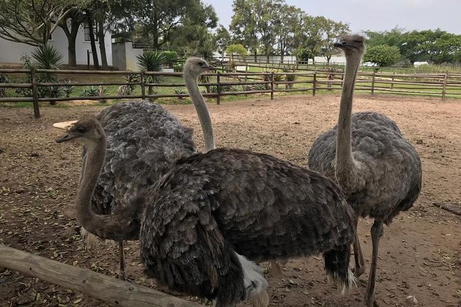 Cape of Good Hope & Penguins Full Day Tour From (The Mother City) Cape Town. - Health and Accessibility