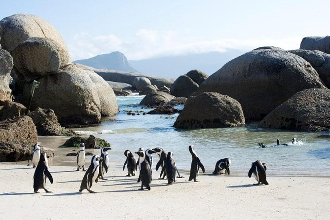 Cape Peninsula Tours - Accessibility and Participation