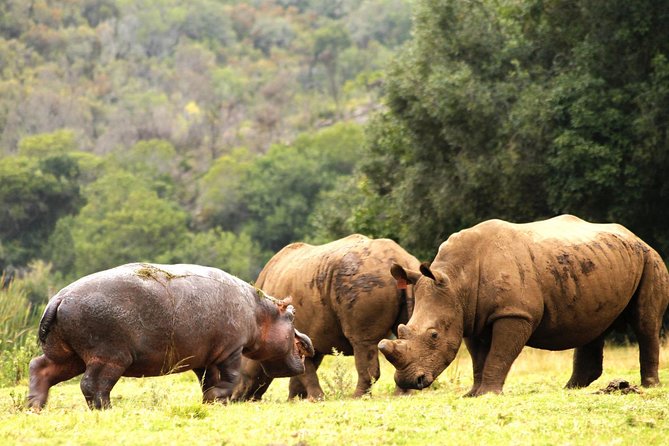 Cape Town - The Best of Aquila Safari Tour - Private Transport Benefits