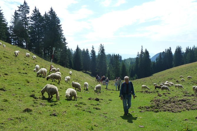 Carpathians in Romania: Piatra Craiului National Park With Native Spanish Guide. - Duration and Logistics
