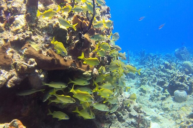 Catalina Island Diving Tour - Diving Highlights