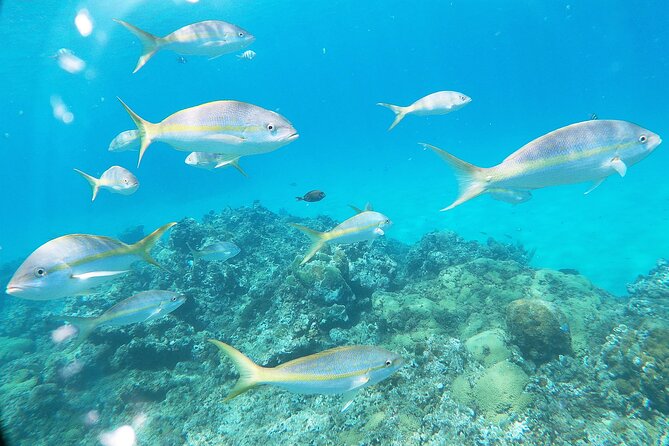 Catamaran Party Cruise With Snorkeling & BBQ - Accessibility and Fitness Requirements