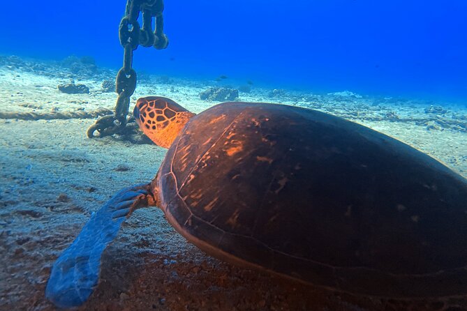Certified Diver: 2-Tank Night Dive - Accessibility and Cancellation