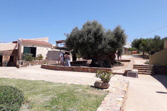 Chania Old Town - Millennial Olive Tree - Olive Oil Mill - Tasting the Essence of Cretan Olive Oil
