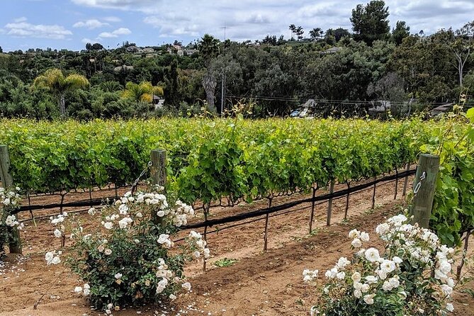 Chauffeured Adventure to Local San Diego Vineyards - Renowned Winery Experiences