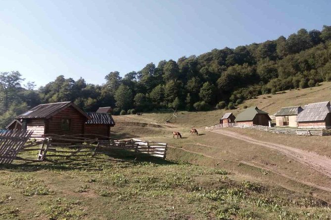 Cheese Farm Tour in the Katun - Cheesemaking Process