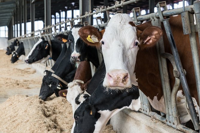 Cheese Making Experience: Learn the Secret of Apulian Cheese in the Countryside of Martina Franca - Guided Tour of the Dairy Farm