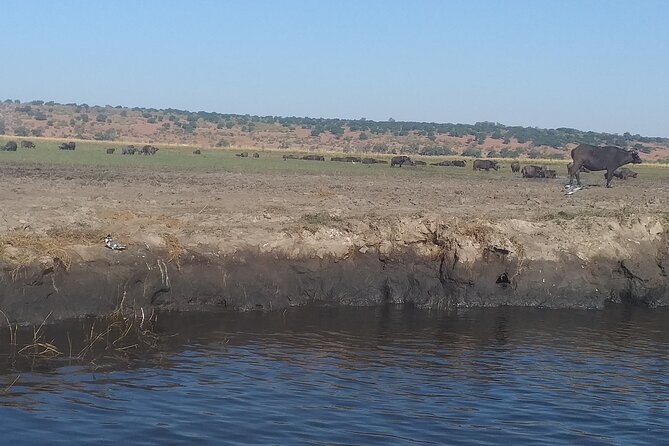Chobe Botswana Full-Day Trip - Pickup and Meeting Information