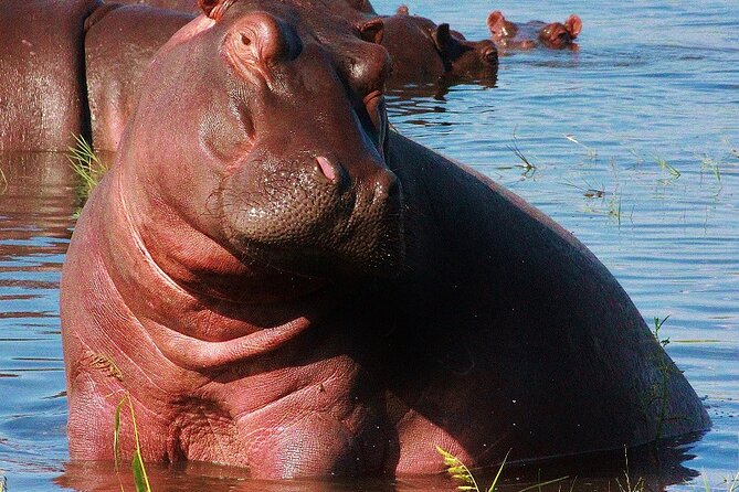 Chobe Day Trip - Schedule and Accessibility