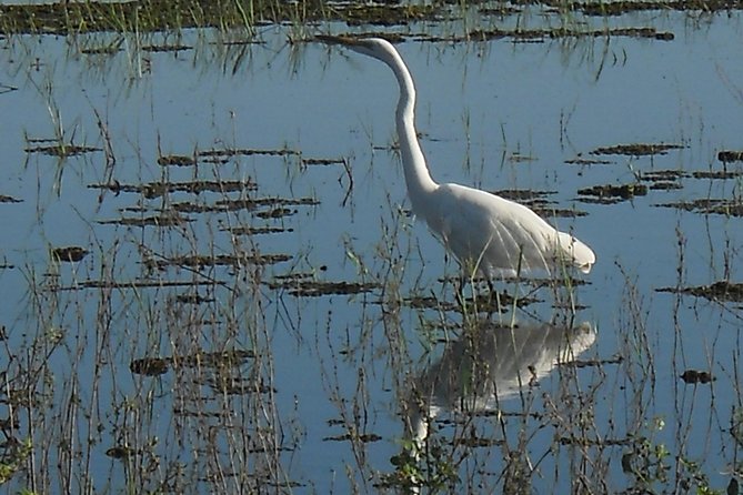 Chobe Full Day Safari Trip - Included Amenities and Services